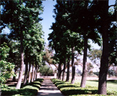 existing allee of trees